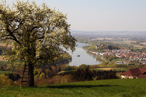 Blick auf die Marktgemeinde Ottensheim samt Donau in der Region Urfahr West