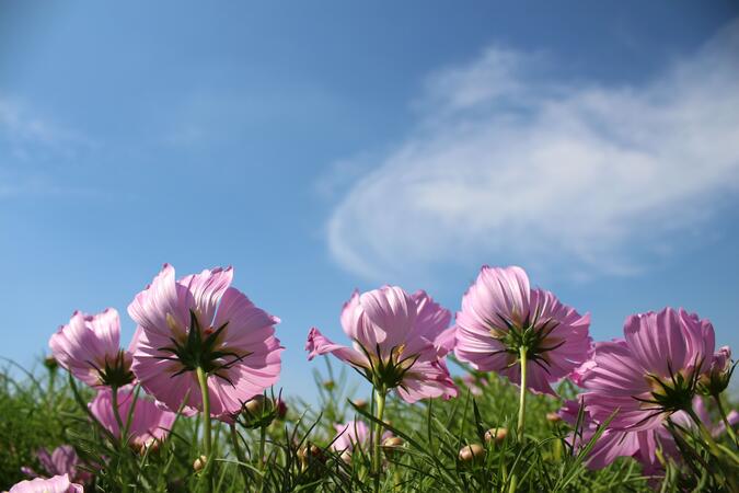 Rosa Blumen auf Feld mit Blick zum Himmel