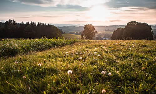 Landschaftsfoto mit Wiese, Felder und Wälder in der Region Vöckla Ager