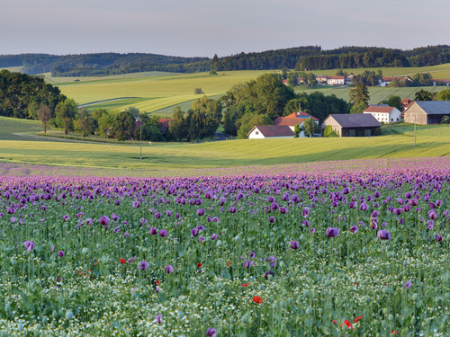 Farbenprächtiges Landschaftsfoto mit Blumenwiese, Roter und Lila Mohn in der Region Mitten im Innviertel