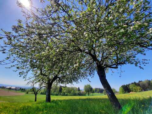 Landschaftsfoto mit Obstbäumen in der Region Mostlandl-Hausruck